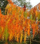 Cutleaf Staghorn Sumac Blazing Fall Foliage