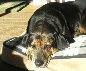 Shila resting on her favorite bed in her favored sunny spot