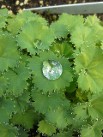 Alchemilla mollis, The Alchemist Plant Alchemilla mollis, The Alchemist Plant