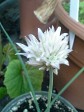 White flowered Chives. Pretty and Delicious
