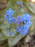Brunnera Jack Frost, Brilliant Blue Flowers