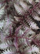 Japanese Painted Fern Regal Red