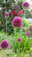 Drumstick Allium