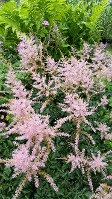 Astilbe Hennie Graafland, Pink Flowers, Glossy Green Leaves, Compact