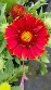 Gaillardia Arizona Red Gaillardia Arizona Red