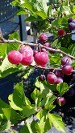 Beach Plums, Native Seashore Plant