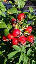 Rosa Rugosa Rose Hips