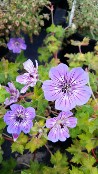 Geranium Havana Blues, flowers until frost Geranium Havana Blues, flowers until frost