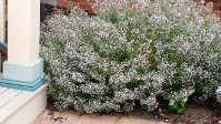 Calamintha Montrose White, Fragrant Foliage and Blooms All Season
