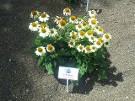 Echinacea Pow Wow White Echinacea Pow Wow White