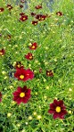 Coreopsis Mercury Rising