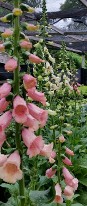 Digitalis Dalmatian