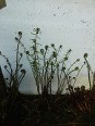 Emerging Lady Ferns