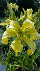 Daylily Spider Miracle, huge yellow flowers on tall stems
