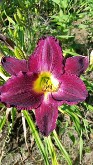 Daylily Strutters Ball