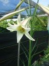 Formosa Lily in August