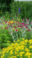 Rose Campion - Lychnis coronaria