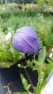 Balloon Flower