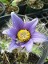 Pasque Flower, Pulsatilla vulgaris