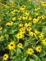 Rudbeckia Goldstrum