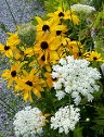 Rudbeckia Indian Summer and Queen Anne's Lace