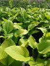 Hosta Sum and Substance