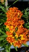 Asclepias tuberosa, Butterfly Weed