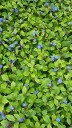 Ceratostigma plumbagnoides, Blue Leadwort