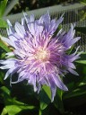 Stokesia