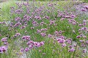 Verbena bonariensis