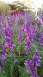 Salvia leucantha , Mexican Sage