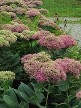 Sedum Autumn Joy