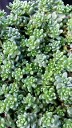 Sedum oregonum