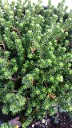 Sedum sexangulare