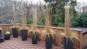 Karl Foerster Feather Reed Grass, Patio Containers in Winter