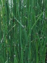 Equisetum- Horsetail