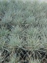 Festuca Silver Lining