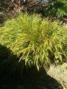 Hakonechloa Green 