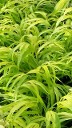 Hakonechloa All Gold