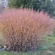 Panicum Dallas Blues, Autumn Color