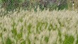 Hameln Fountain Grass