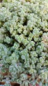 Sedum dasyphyylum ( hispanicum)