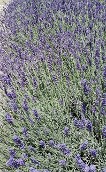 Lavender Provence