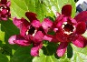 Calycanthus Aphrodite