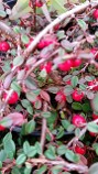 Cotoneaster Streib's Findling