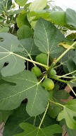 Fig Leaves and Fruit