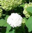 Hydrangea Annabelle