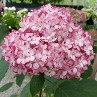 Hydrangea Invincible Spirit II