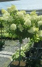 Hydrangea Limelight