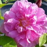 Rosa Rugosa Hybrid Moje Hammarberg